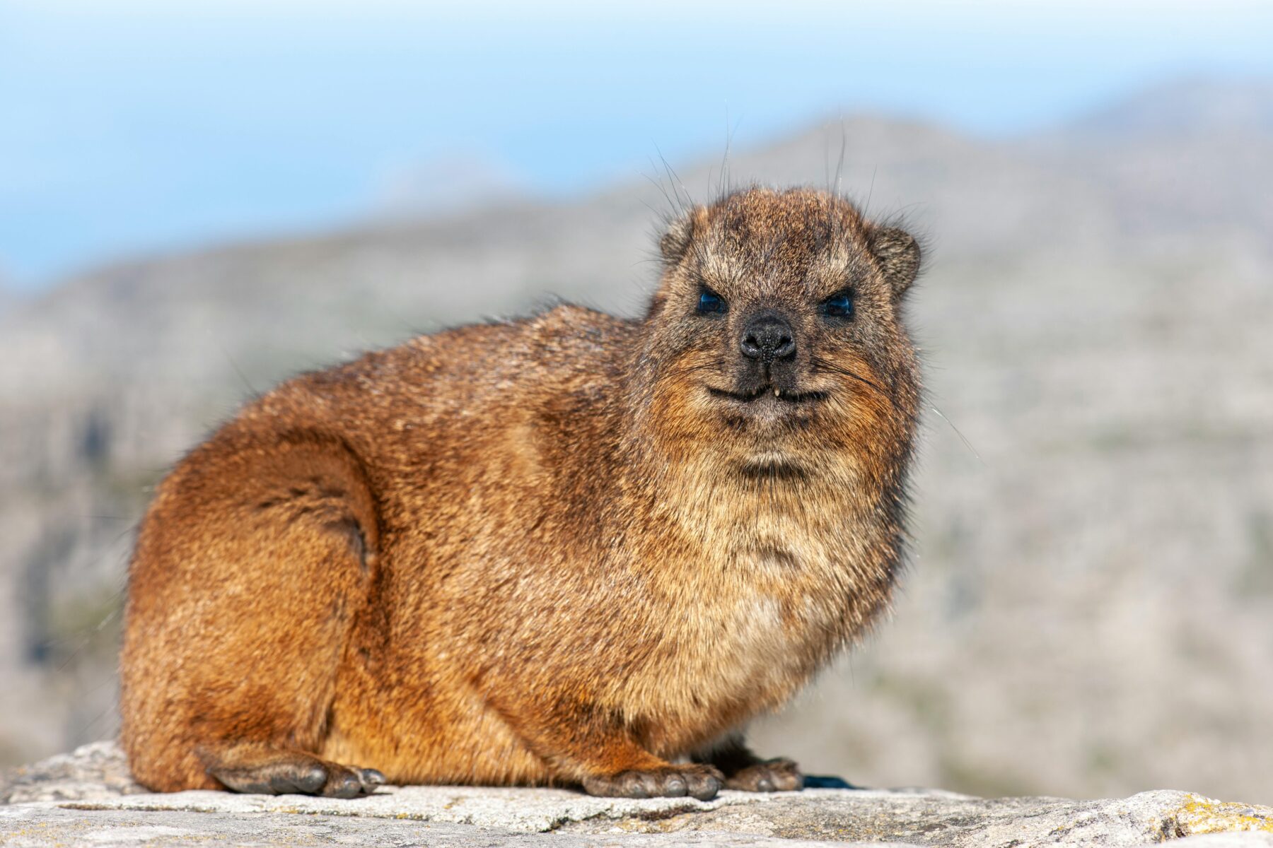 Cape Town Aerial Cableway