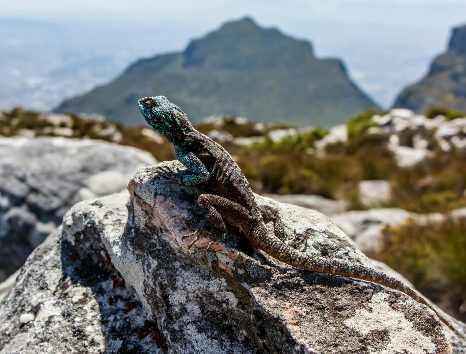 Cape Town Aerial Cableway